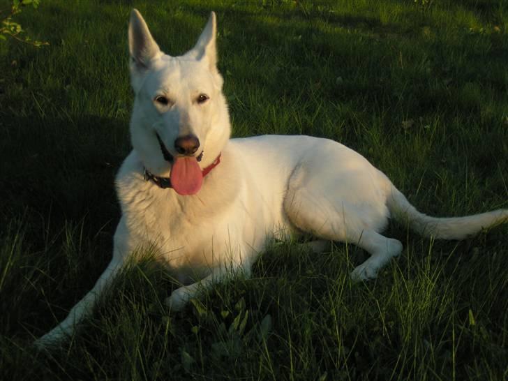 Hvid schæfer Dyan   rip billede 15