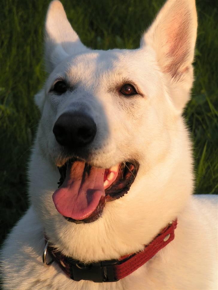 Hvid schæfer Dyan   rip billede 16