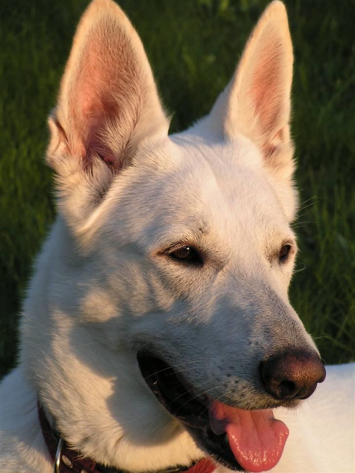 Hvid schæfer Dyan   rip billede 17