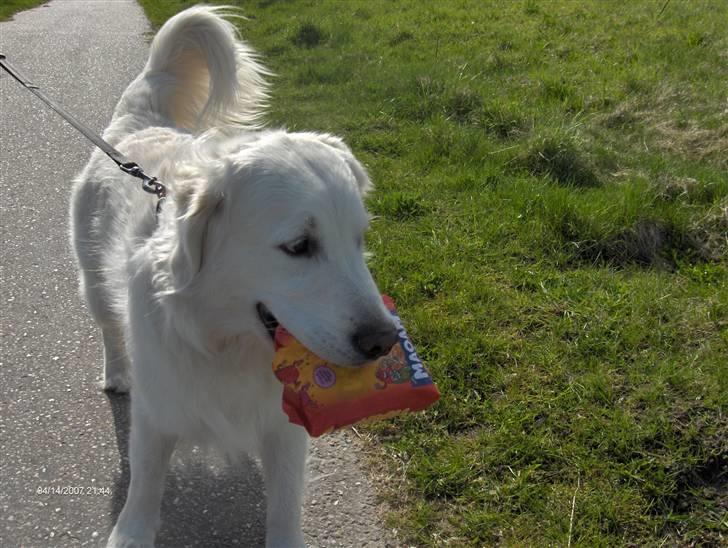 Golden retriever *Tvebak* - "Jeg eeeelsker at bære på ting!"  billede 12