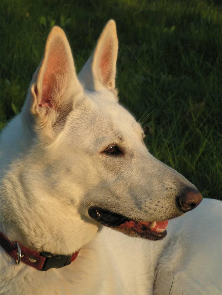 Hvid schæfer Dyan   rip billede 18