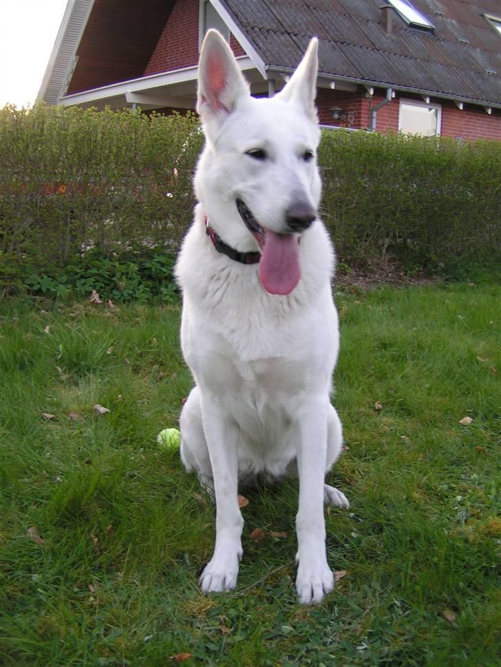 Hvid schæfer Dyan   rip billede 19