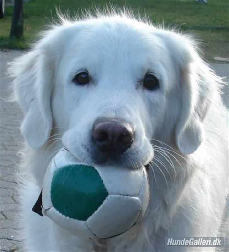 Golden retriever *Tvebak* - Ligner jeg ikke en unghund???  billede 13