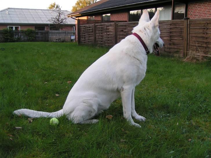 Hvid schæfer Dyan   rip billede 20