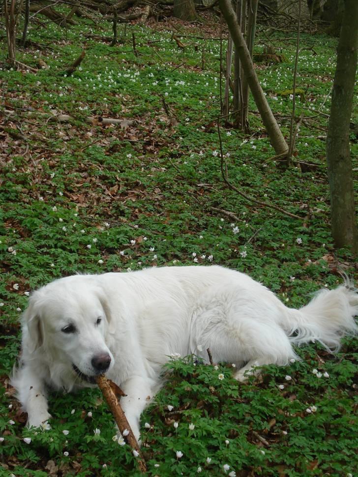 Golden retriever *Tvebak* - Ude i den grønne skov... billede 14