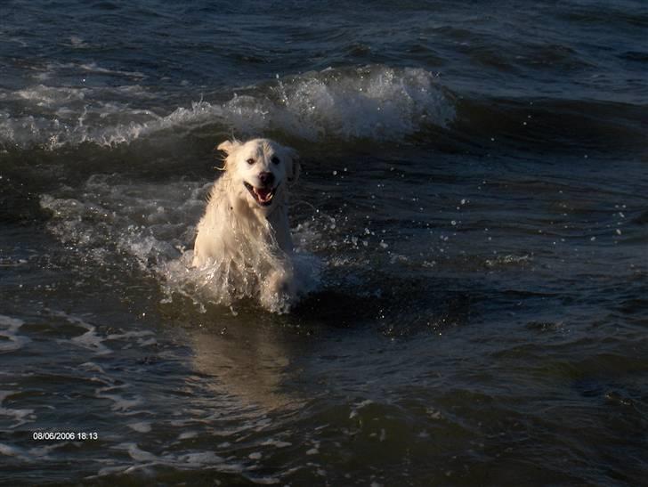 Golden retriever *Tvebak* - "Her kommer jeg!!!" billede 16