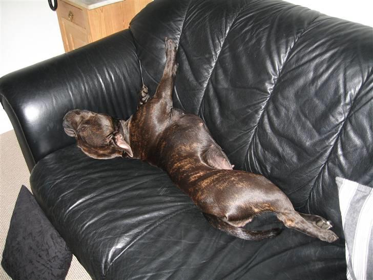 Staffordshire bull terrier *AYA* billede 17