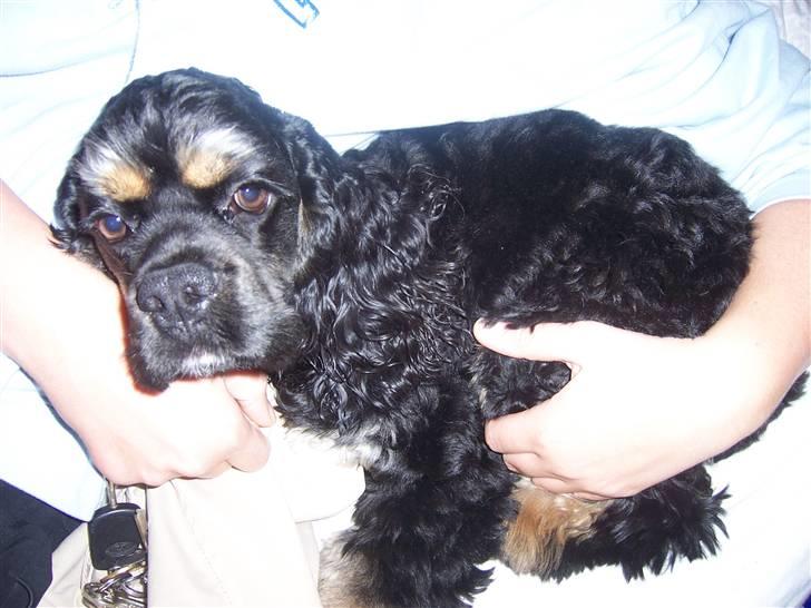 Amerikansk cocker spaniel Oscar - En træt lille hund billede 6