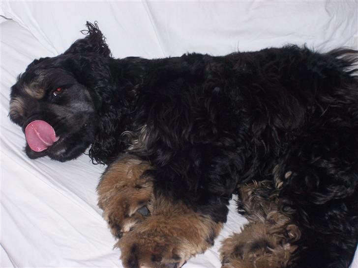 Amerikansk cocker spaniel Oscar - Nu vækkede i mig..... billede 7