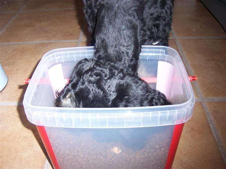 Amerikansk cocker spaniel Oscar - Hurra de glemte at sætte låget på billede 8