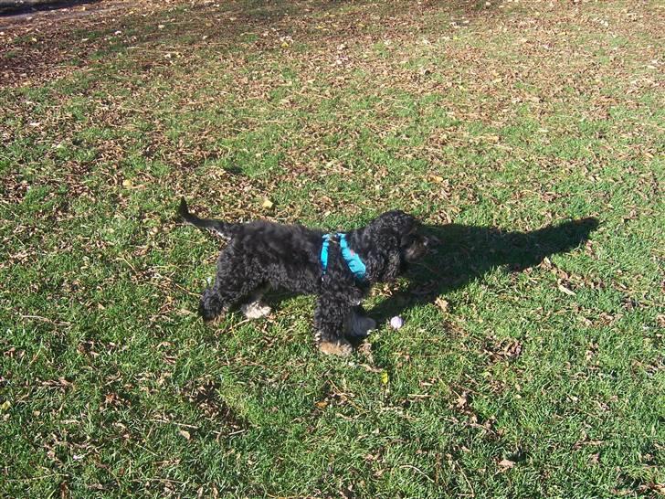 Amerikansk cocker spaniel Oscar - Efterårsdag i parken billede 9