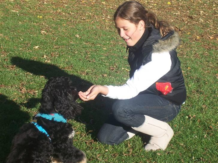 Amerikansk cocker spaniel Oscar - Træning i parken billede 10