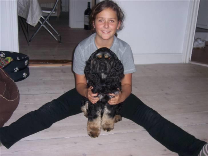 Amerikansk cocker spaniel Oscar - Sjov med Cille billede 11