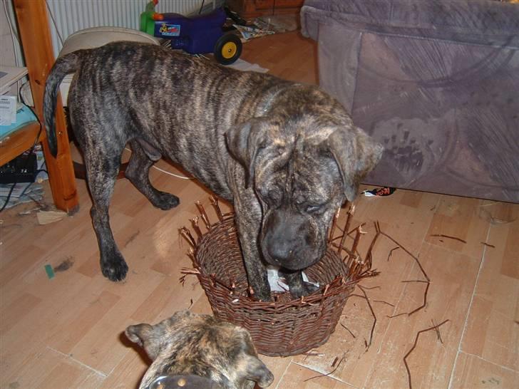 Dogo canario Tamlis Prince Luca R.I.P billede 18