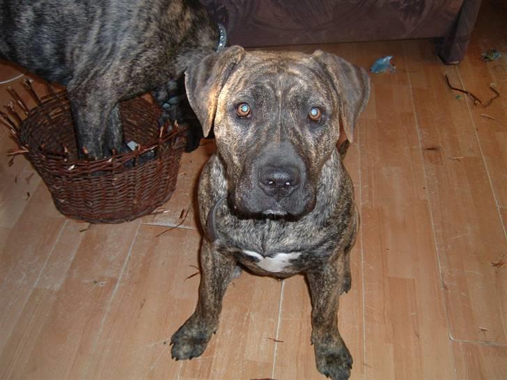 Dogo canario Leonardo (R.I.P) billede 15