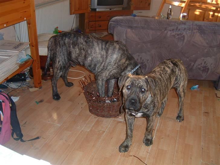 Dogo canario Leonardo (R.I.P) billede 16