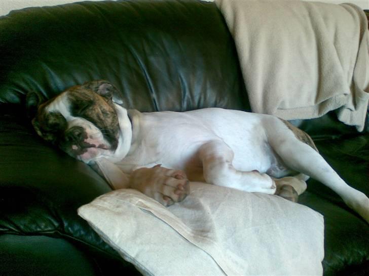 Amerikansk bulldog Bumle - Sådan slapper han så af.. billede 6