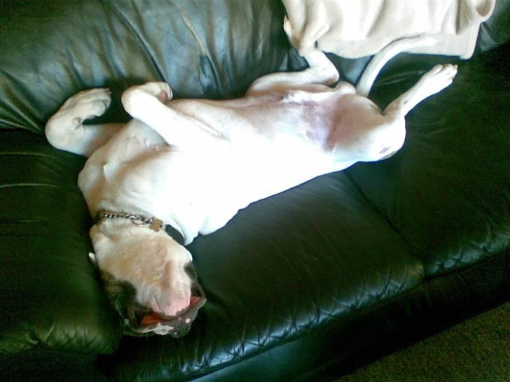 Amerikansk bulldog Bumle - Men helst med alle fire poter i vejret..  billede 7