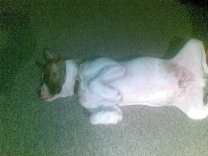 Amerikansk bulldog Bumle - Ja, stadig med benene i vejret.. Ss.. billede 8