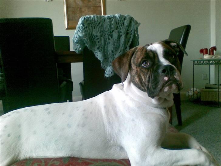 Amerikansk bulldog Bumle - Kan oz godt ha´ benene nedad... billede 9