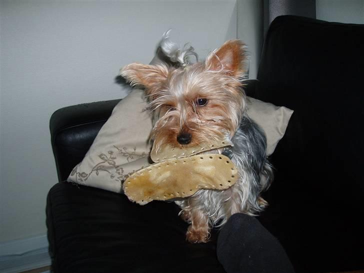 Yorkshire terrier Chili pot potten billede 2