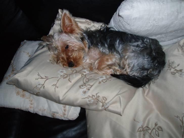 Yorkshire terrier Chili pot potten - Se, jeg er en rigtig diva:) billede 3