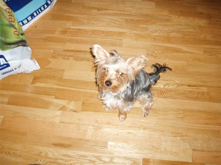 Yorkshire terrier Chili pot potten billede 4