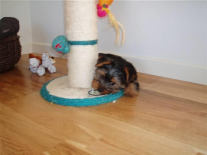 Yorkshire terrier Chili pot potten - Jeg var en bandit som hvalp:) billede 5