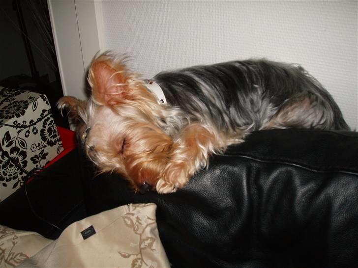 Yorkshire terrier Chili pot potten billede 6