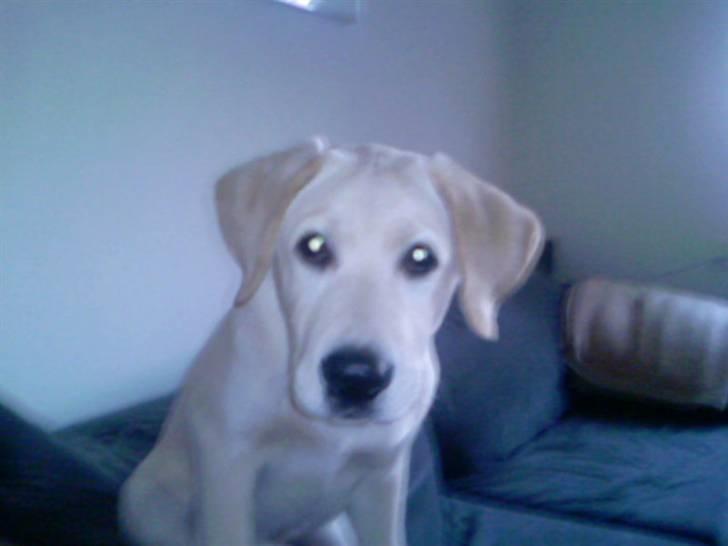 Labrador retriever Nellie - hmmm hvad glor du på ? :-) billede 1