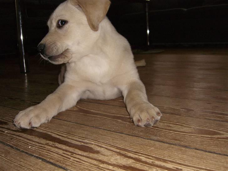 Labrador retriever Nellie - Dengang jeg var lille og fræk...nu er jeg blevet stor ...og fræk billede 2