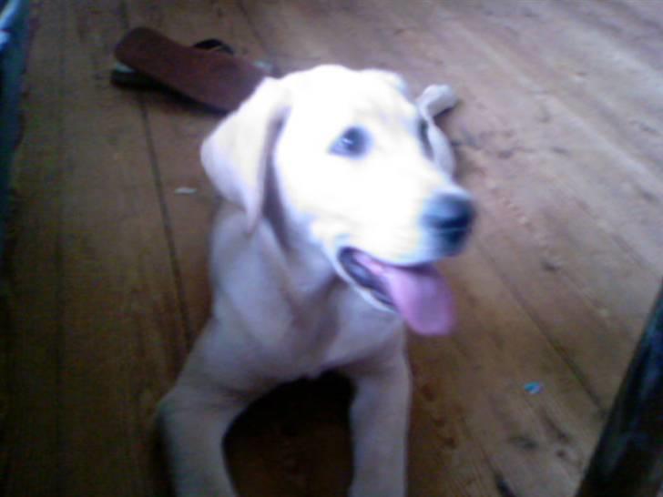 Labrador retriever Nellie - Puha det er hårdt at lege billede 3