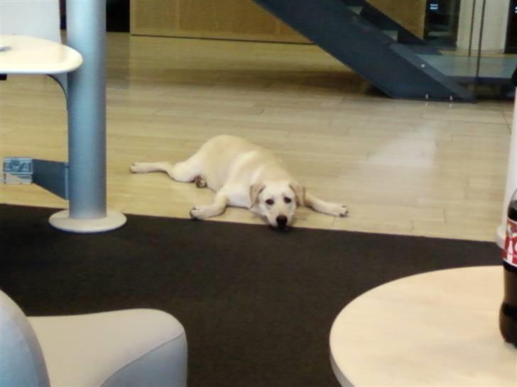 Labrador retriever Nellie - Nellie med på arbejde :-) billede 4