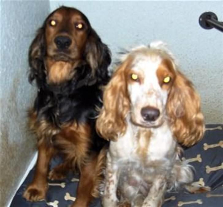 Cocker spaniel Lady og Vagabonden billede 1