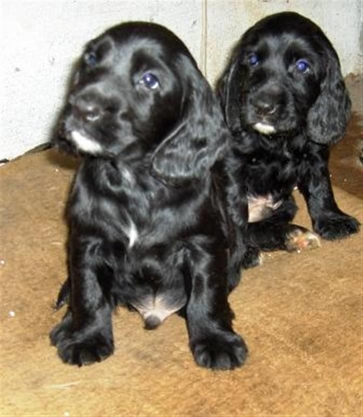 Cocker spaniel Lady og Vagabonden billede 2