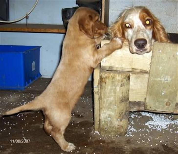 Cocker spaniel Lady og Vagabonden billede 3