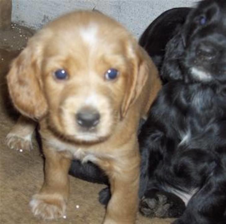 Cocker spaniel Lady og Vagabonden billede 6