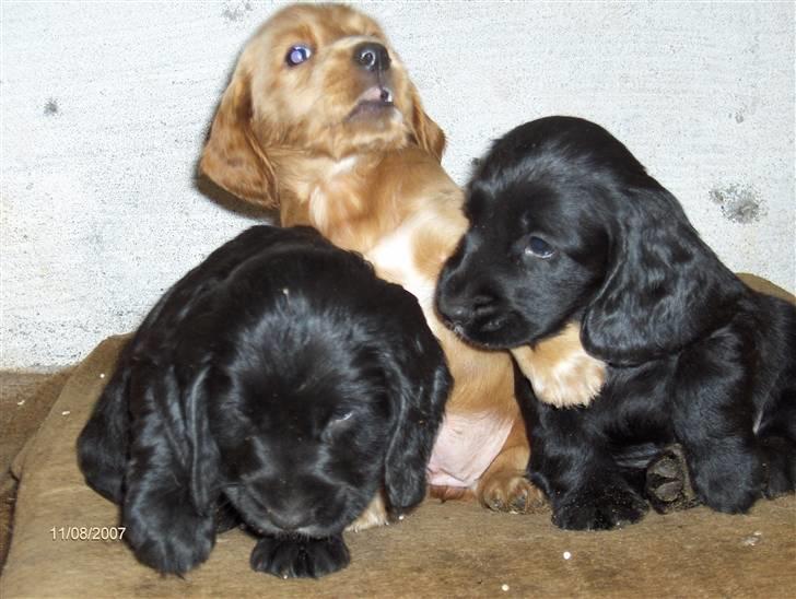 Cocker spaniel Lady og Vagabonden billede 7