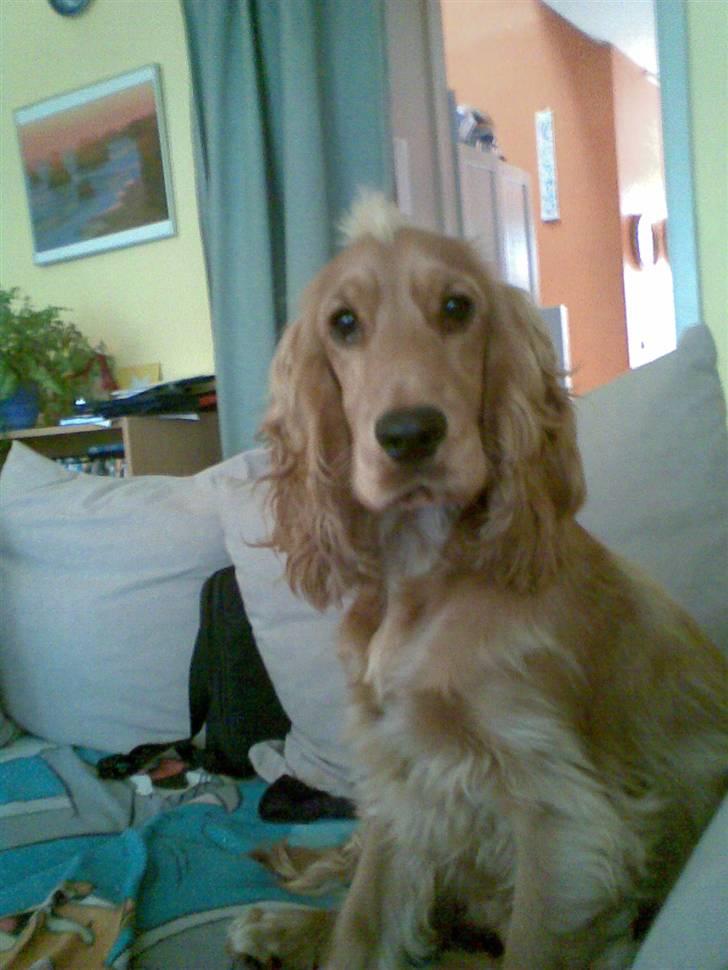 Cocker spaniel trunte - mig jeg har ikke gjort noget billede 1