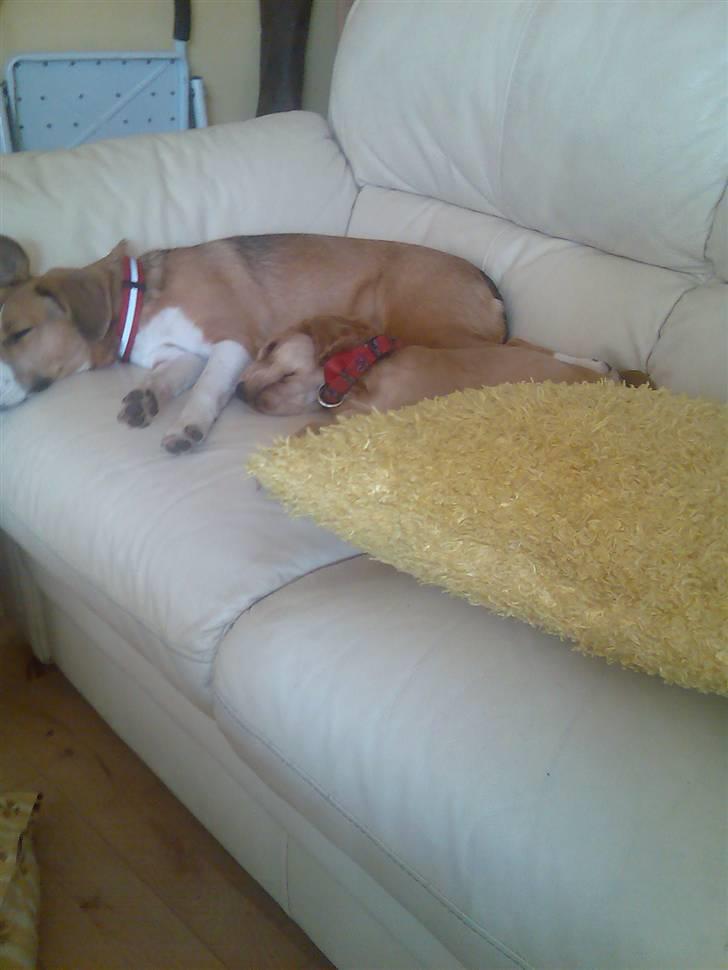 Cocker spaniel trunte - godt "søster" passer på mig billede 2