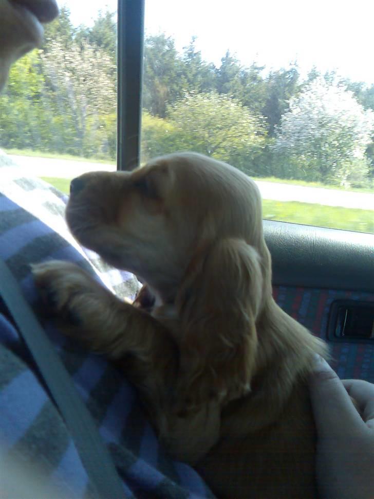 Cocker spaniel trunte - hmm er det mon mig han snakker til  billede 3