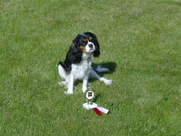 Cavalier king charles spaniel Zika - En flot hvalpe SL og 1. præmie billede 10