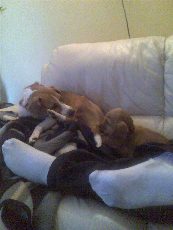 Cocker spaniel trunte - hvad laver hun dog ... billede 4