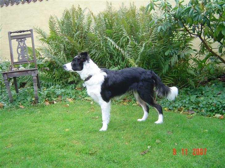 Border collie Champ - Jeg fylder 6 mdr idag.Er stor og flot - ik! billede 8