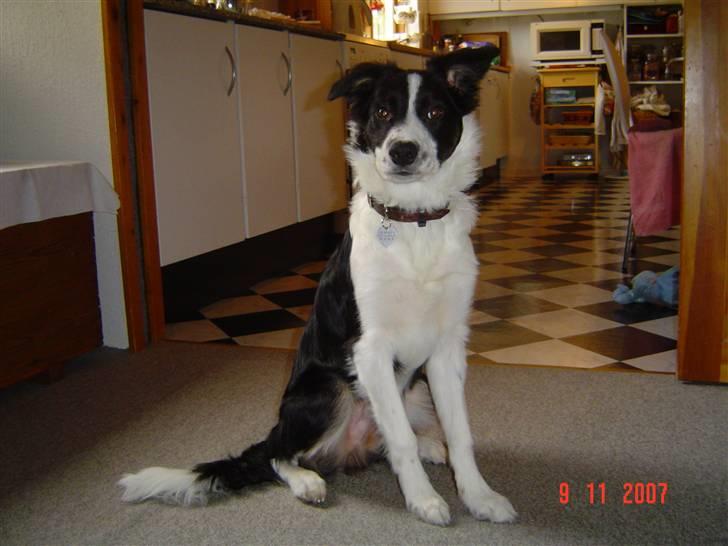 Border collie Champ - De siger at jeg ikke er nogen hvalp mere - og dog.... billede 9