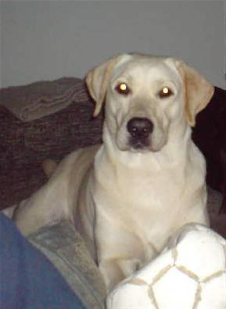 Labrador retriever Nellie billede 5