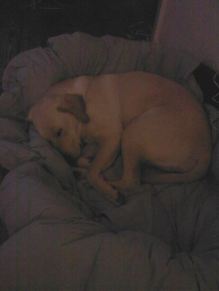 Labrador retriever Nellie billede 6