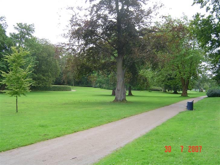 Border collie Champ - "Vores have" uden for lågen. Anlægget billede 11