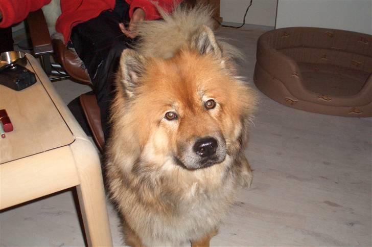 Eurasier Bella - Jeg kan lige nå sofabordet, men jeg tager aldrig noget selv billede 6