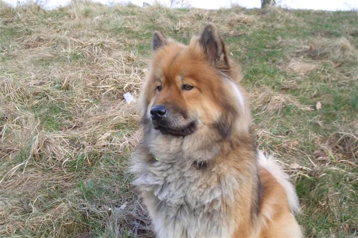 Eurasier Bella - Her bestemmer jeg billede 7